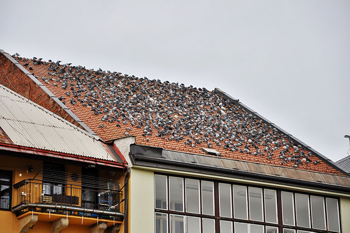 A2B Pest Control are able to install spikes to deter birds from roofs in Grangetown. 