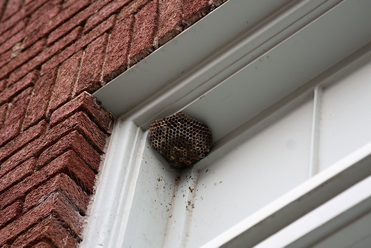We provide a wasp nest removal service for domestic and commercial properties in Grangetown.
